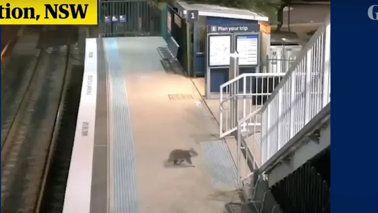 該無尾熊往樓梯前進。翻攝自《衛報》