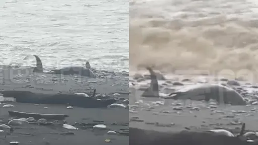 可憐的海豚!被沖上岸「翻肚掙扎」影片曝 台東目擊者焦急狂喊