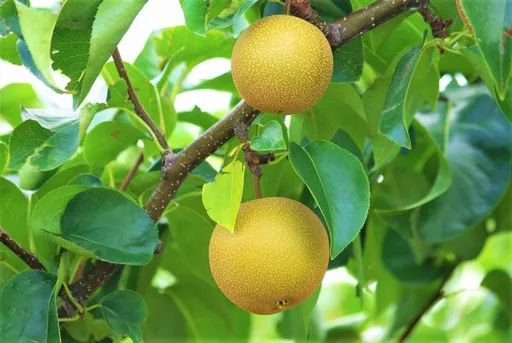 88%都是水!日本梨好處多 盛產季即將來臨