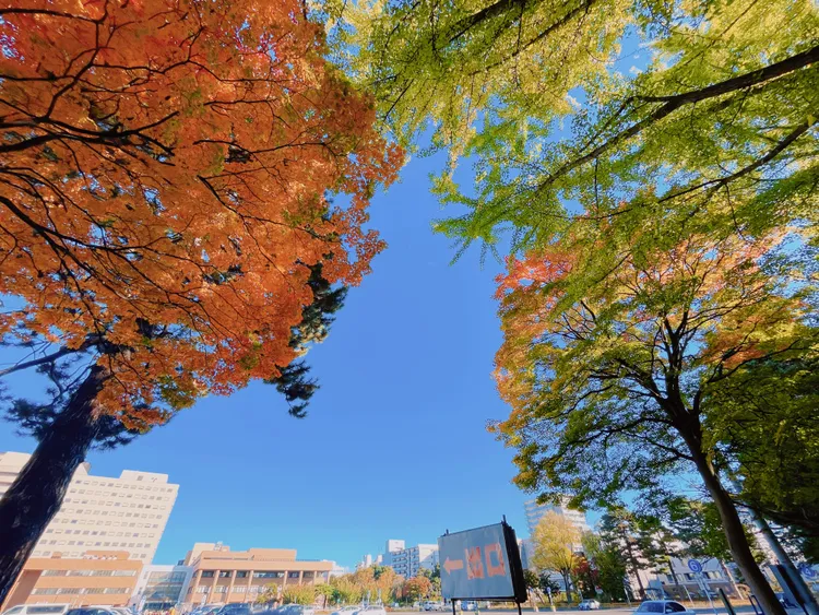 位於札幌的「北海道大學」除了是當地指標性學府，也是知名的紅葉觀賞地。S.H.攝