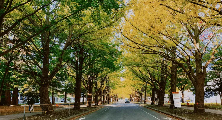 「銀杏大道」兩側栽種有70棵左右的銀杏樹。S.H.攝