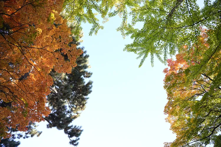 每年秋季樹木染上紅色、黃色，是日本最迷人的季節之一。S.H.攝