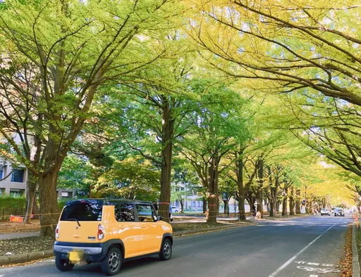 藏身最高學府 札幌市中心最美銀杏大道在這裡