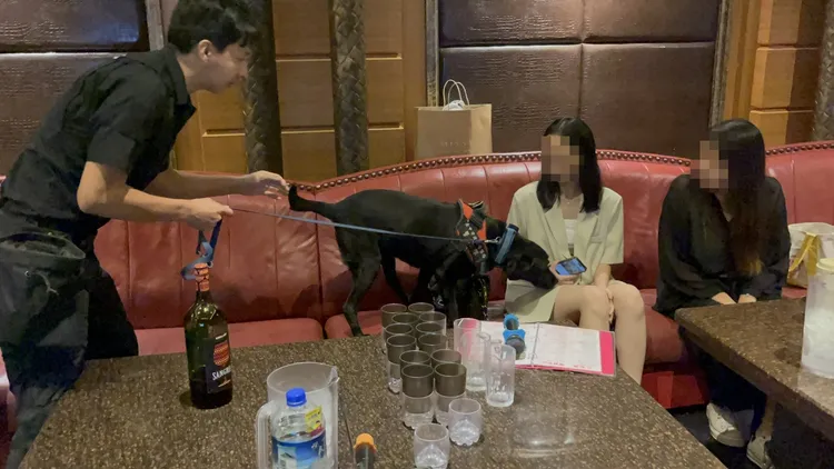 台中市警犬到夜店緝毒也很受歡迎。資料照片