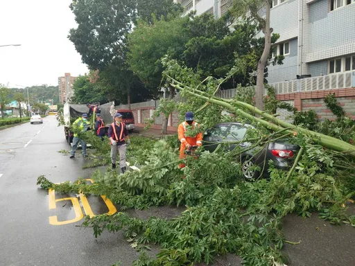 彰化路树倒塌压轿车 车顶凹陷、玻璃碎裂!车主好倒楣