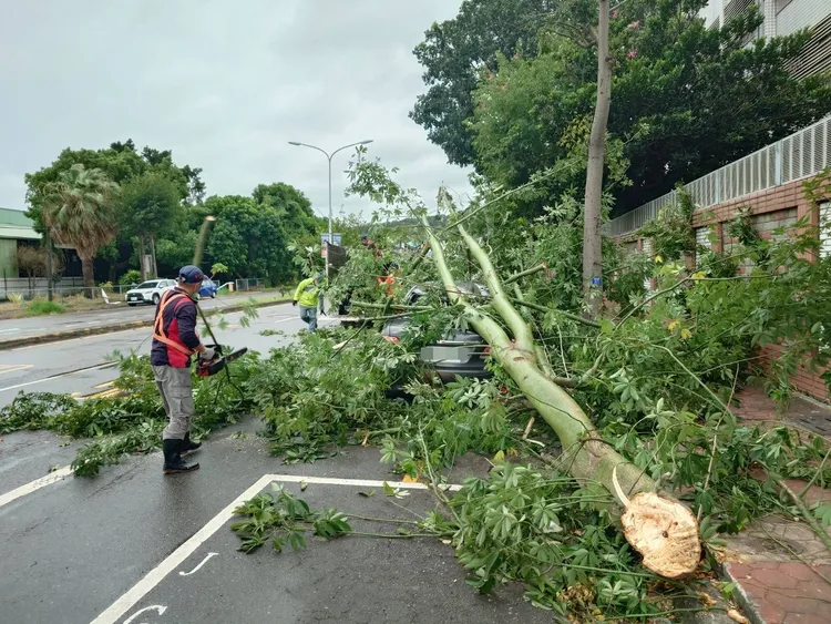 整棟樹壓在轎車上。民眾提供
