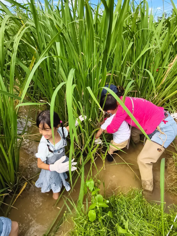 親子免費下田採美人腿，體驗農家樂趣。公所提供