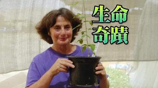 洞穴挖出千年種子發芽長高　科學家困惑「不知道是什麼樹」