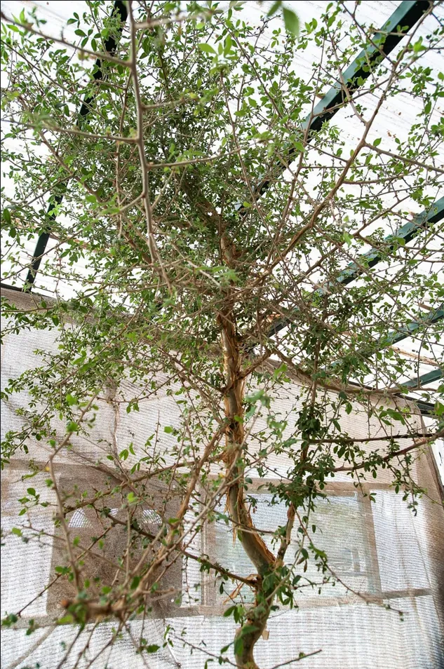 12年後樹長到3米高。CNN