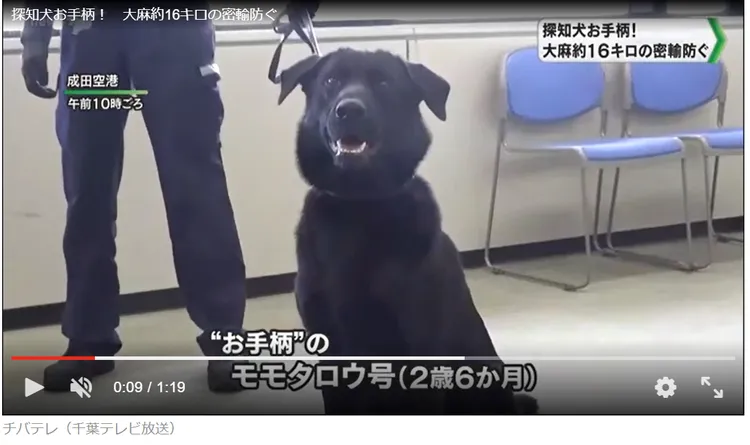 本次抓到走私毒品的桃太郎號。千葉電視台。