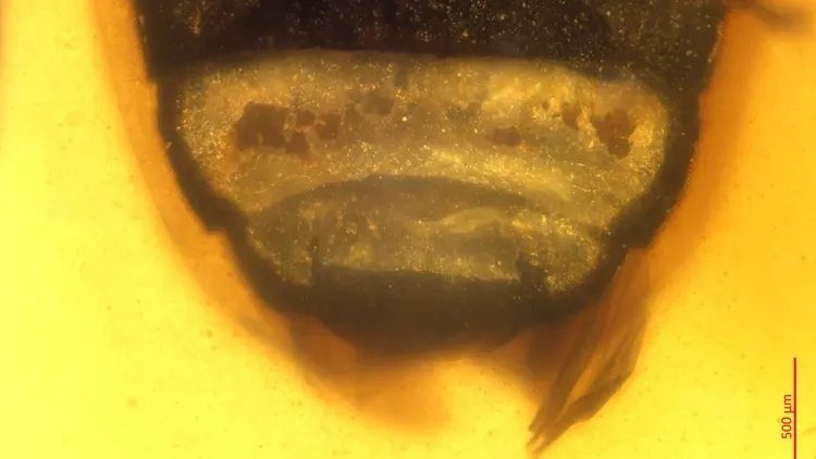 這隻遠古螢火蟲物種的尾部發光器官與現代螢火蟲相仿。翻攝自CNN