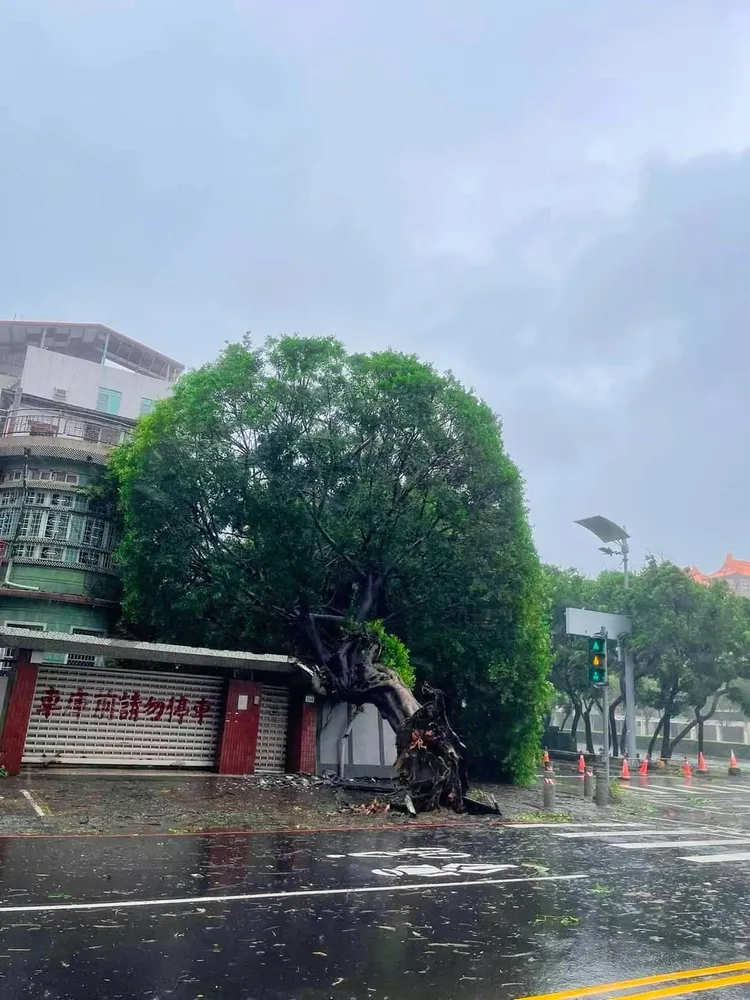 高雄新興區民生路跟復興路口一棵酷似安全帽造型的大榕樹，被連根拔起，傾倒在房屋上。翻攝記者爆料網