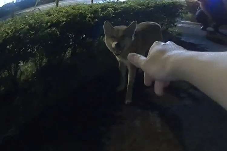 警員摸黑尋獲柴犬。龜山警分局提供