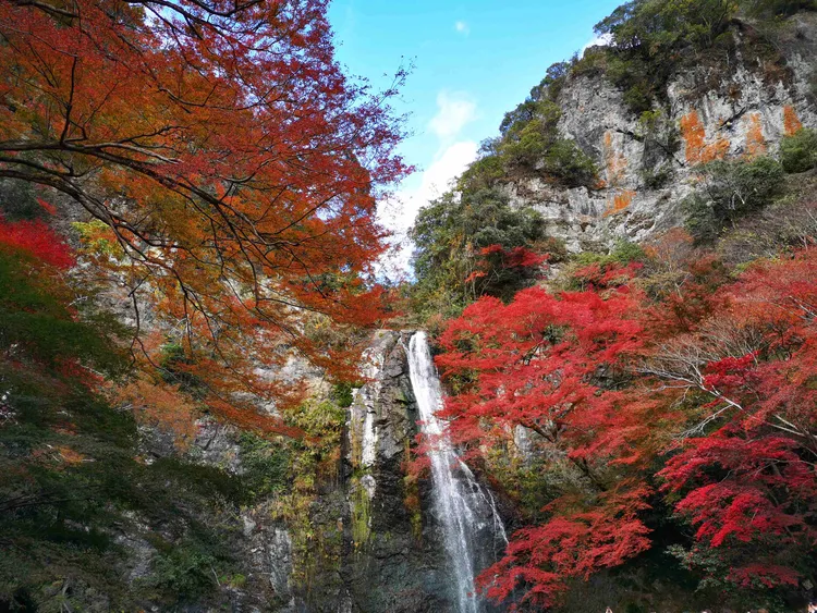 日本關西地區以壯麗的紅葉美景聞名，每年吸引無數旅客前來感受大自然的魅力。業者提供