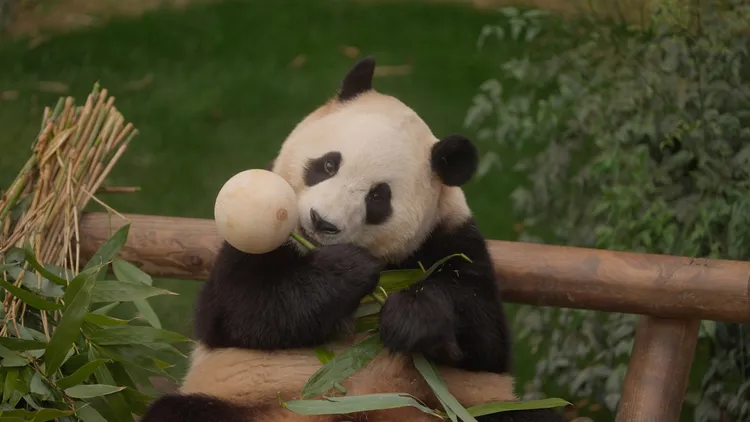 福寶以圓滾滾的可愛模樣圈粉無數。車庫娛樂提供