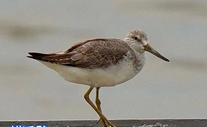 諾氏鷸。臺灣野鳥保育協會莊峻鏞提供