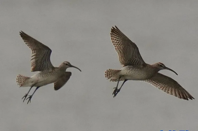 中杓鷸。臺灣野鳥保育協會莊峻鏞提供
