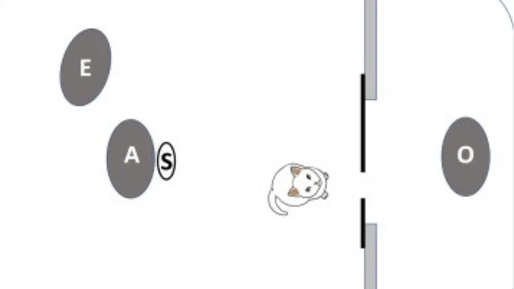 此次實驗示意圖，O為主人，A為助理會引導貓咪從S開始點通過紙板，E為觀察者。翻攝自Science News