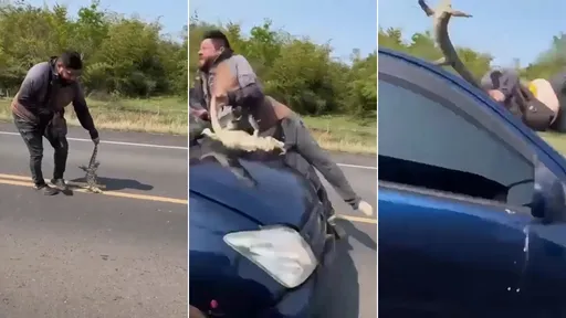驚悚影片|好心男營救路中蜥蜴 慘遭女駕駛高速撞飛命危