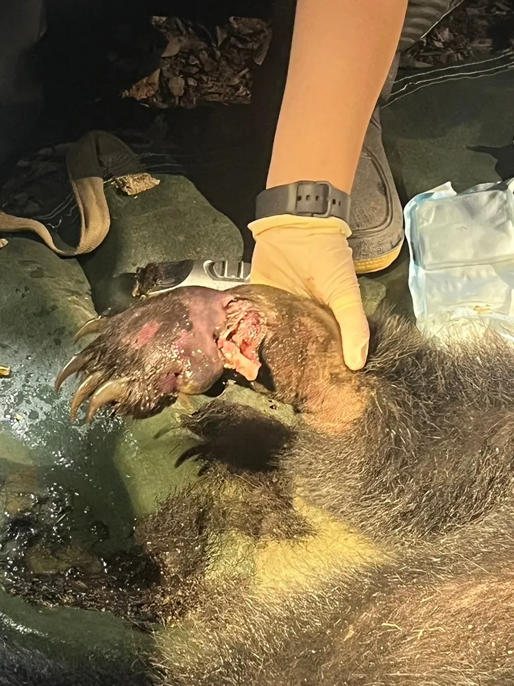 右前掌因受困套索導致掌股斷裂。林保署提供