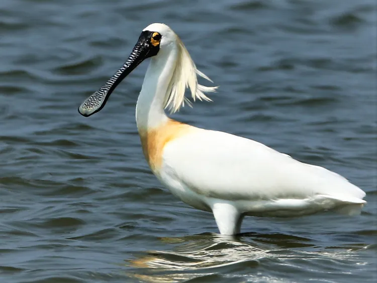 茄萣濕地黑面琵鷺現蹤。高雄市茄萣區觀光發展協會提供