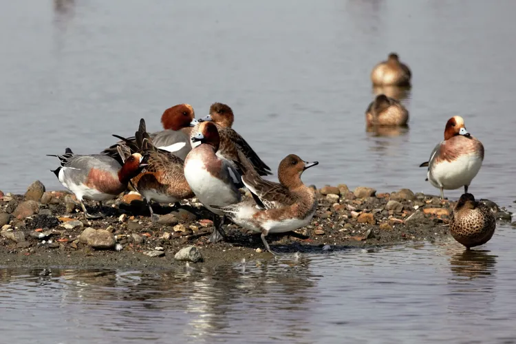 茄萣濕地赤頸鴨。高雄市茄萣區觀光發展協會提供