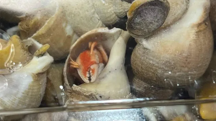 網友在好市多熟凍歐洲峨螺裡發現有寄居蟹。翻攝自「爆料公社」