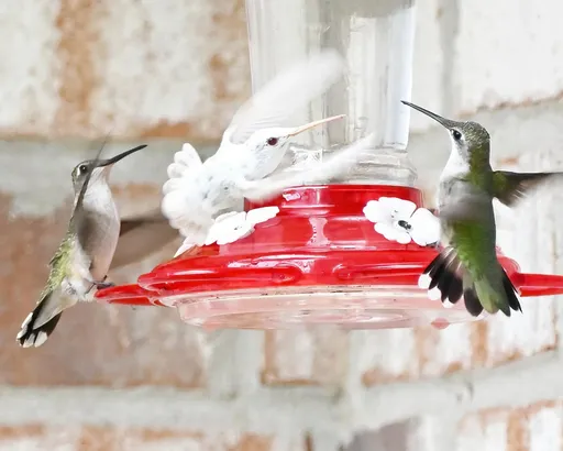 目擊罕見蜂鳥羽毛全白 屋主:它個性滿差的