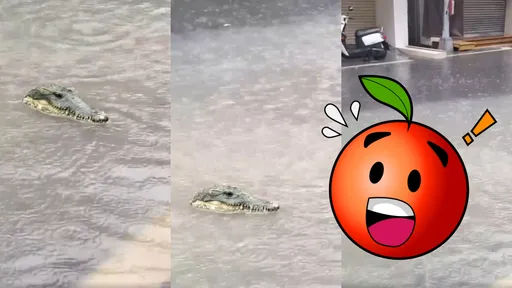 嚇死人!高雄大街驚見「鱷魚出巡」 猛一看竟是它