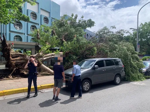 北市明德國小旁路樹突倒塌 怪風「連根拔起」!2車衰遭砸中