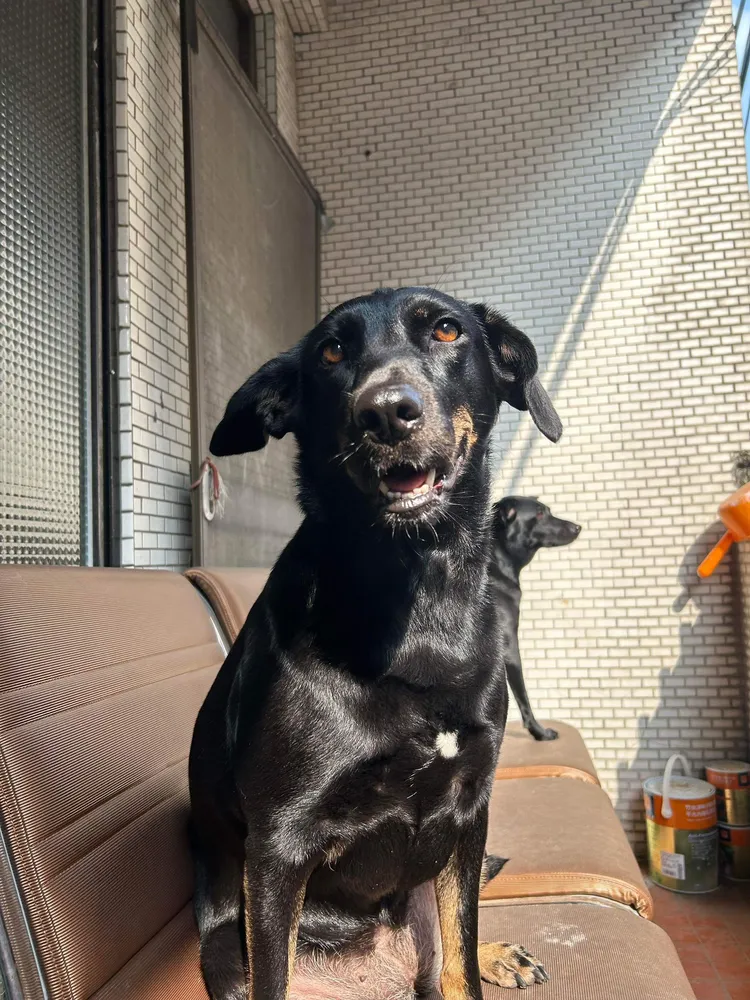  陳泳希養的愛犬。華研國際提供