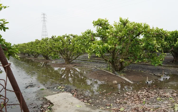 屏東縣佳冬鄉蓮霧田積水嚴重。屏縣府提供