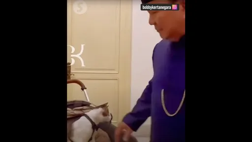 爱猫巴比进驻印尼总统府! 苏比安托推翻强人形象