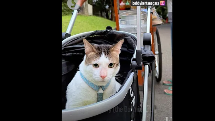 印尼總統愛貓巴比正坐在推車上。翻攝自The Star