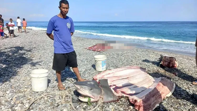 印尼漁民捕獲一隻鯊魚，發現其體內竟然有一具穿著潛水服的人體殘骸。翻攝自《紐約郵報》