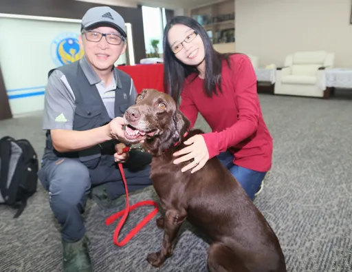 北市退役搜救犬Uny找到新家!8歲拉布拉多擁「這項」國際證照