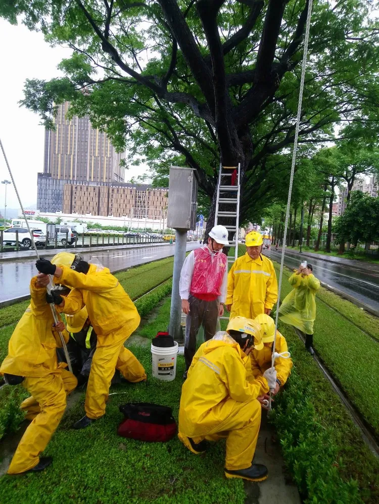 捷運團隊持續進行的雨豆樹樹木加固作業。捷運局提供