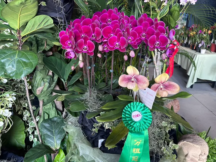 南山上花園水道博物館即將迎來五周年館慶，10日先以蘭展暖身。翻攝畫面