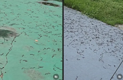 蚯蚓大軍「衝出地表」畫面超毛!網喊地震害的 專家駁:1原因更大