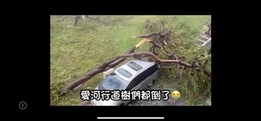 超慘!山陀兒在高雄吹17級暴力強風 愛河旁路樹倒塌砸毀轎車