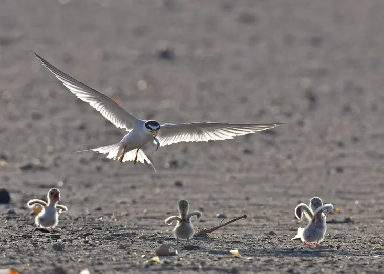 小燕鷗育雛。翻攝蘇俊賓臉書