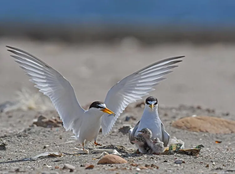 小燕鷗育雛。翻攝蘇俊賓臉書