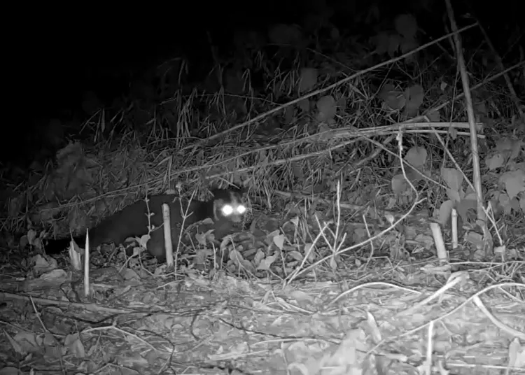 夜間記錄到白鼻心活動。林業署台中分署提供