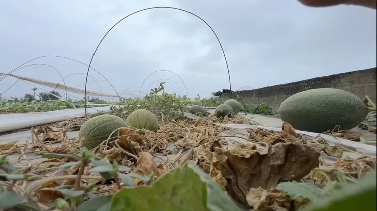 隧道式種植棚架全被強風掀翻，就像屋頂被吹跑，洋香瓜暴露在風雨中，都「去了了」。民眾提供