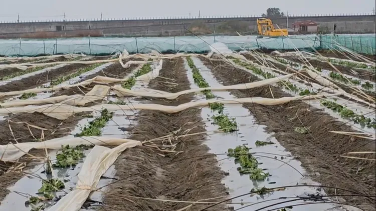 北門區種植洋香瓜約40公頃，這次颱風還沒離開，就確定損失慘重。民眾提供