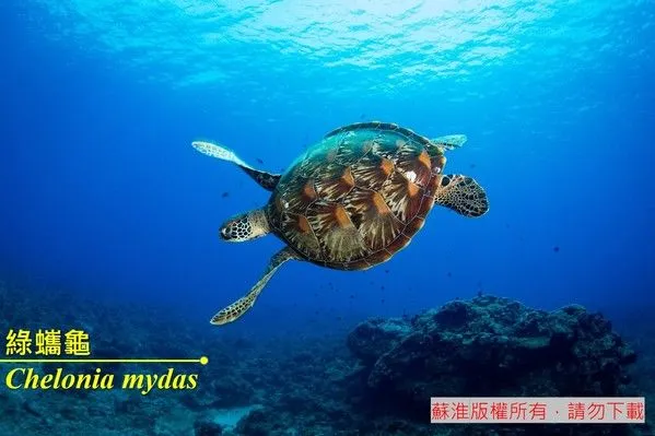綠蠵龜是目前知名的海洋保育野生動物，翻攝海洋委員會海洋保育署