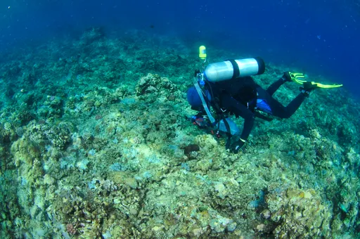 太平島發現世界新種鰕虎 國海院海大聯合團隊藉此命名