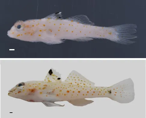 世界新種鰕虎科魚類「太平島紡錘鰕虎 (Fusigobius taipinensis)」。上圖採集自南沙太平島海域、下圖採集自小琉球海域，兩尾皆約2.6公分長。國海願提供