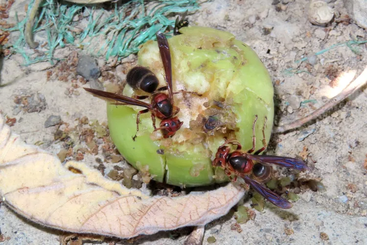 黑腹虎頭蜂是台灣最兇悍的種類，受到輕微干擾都可能傾巢而出強力攻擊。北市工務局提供
