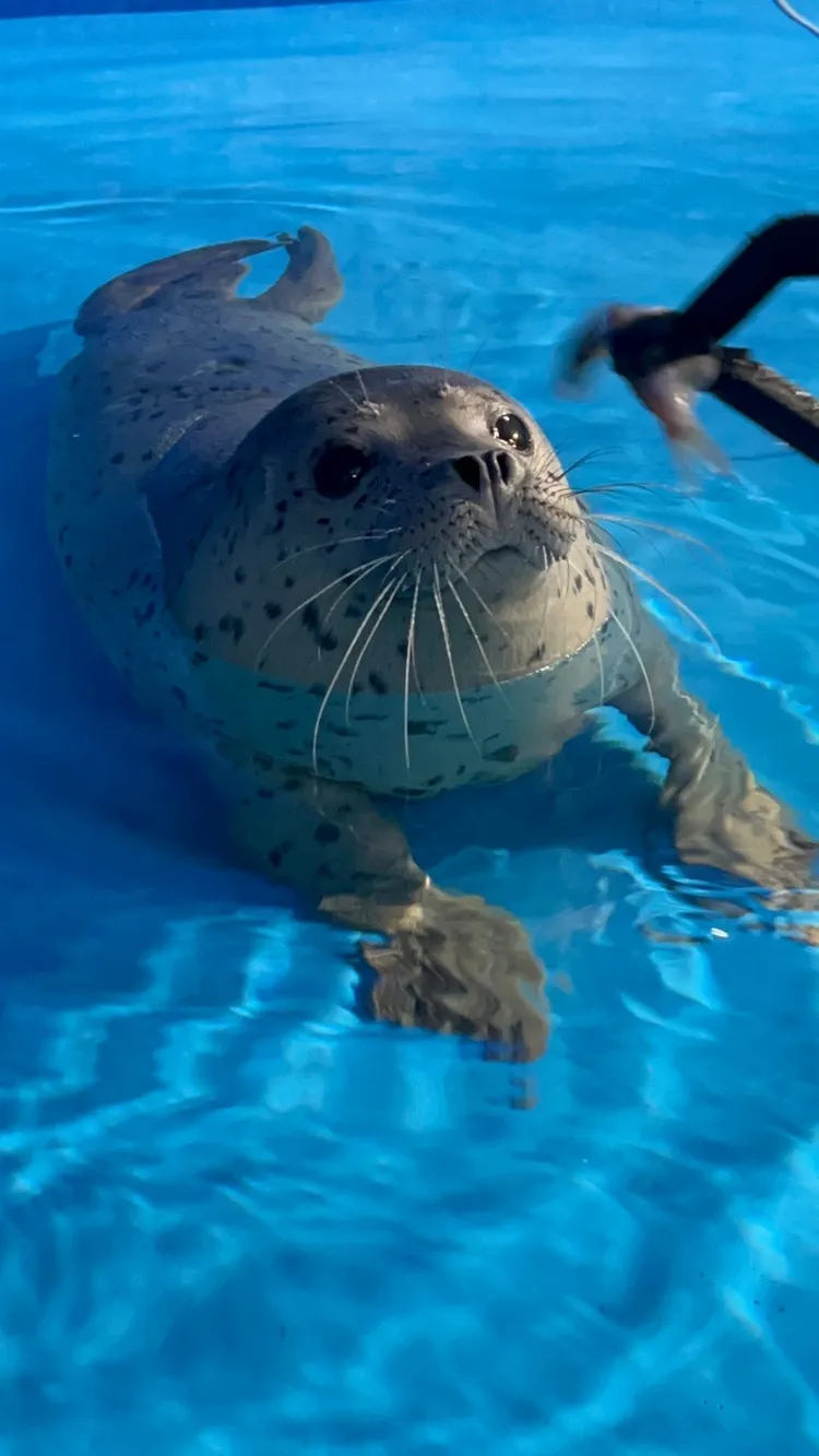 斑海豹MOMO醬。業者提供